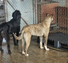 BA, Hund, Mischlingshund in Rumänien - Bild 11