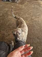 BA, Hund, Mischlingshund in Rumänien - Bild 5