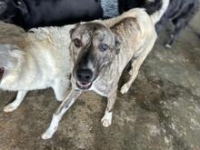 BA, Hund, Mischlingshund in Rumänien - Bild 7
