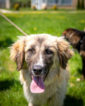 TIMEA, Hund, Mischlingshund in Schwaan - Bild 1