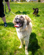 TIMEA, Hund, Mischlingshund in Schwaan - Bild 2