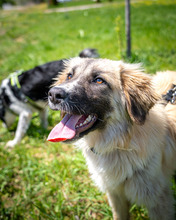TIMEA, Hund, Mischlingshund in Schwaan - Bild 3