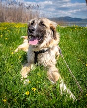 TIMEA, Hund, Mischlingshund in Schwaan - Bild 4