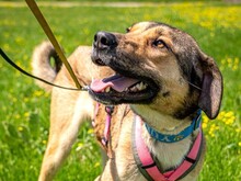 NENA, Hund, Mischlingshund in Leipzig