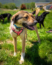 NENA, Hund, Mischlingshund in Leipzig - Bild 2
