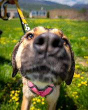 NENA, Hund, Mischlingshund in Leipzig - Bild 7