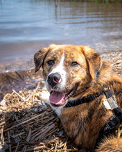 BOWIE, Hund, Mischlingshund in Nordmazedonien