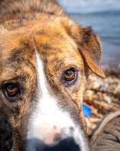 BOWIE, Hund, Mischlingshund in Nordmazedonien - Bild 2