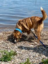 BOWIE, Hund, Mischlingshund in Nordmazedonien - Bild 4