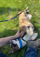 BOWIE, Hund, Mischlingshund in Nordmazedonien - Bild 6