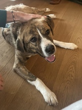 BOWIE, Hund, Mischlingshund in Bonn