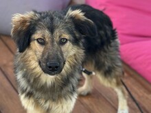 COOKIE, Hund, Mischlingshund in Nordmazedonien