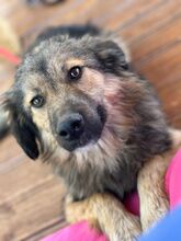 COOKIE, Hund, Mischlingshund in Nordmazedonien - Bild 2