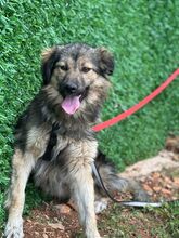 COOKIE, Hund, Mischlingshund in Nordmazedonien - Bild 3