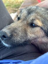COOKIE, Hund, Mischlingshund in Nordmazedonien - Bild 4