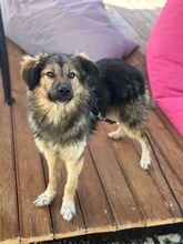 COOKIE, Hund, Mischlingshund in Nordmazedonien - Bild 5