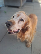 YANKEE, Hund, Cocker Spaniel in Hamburg