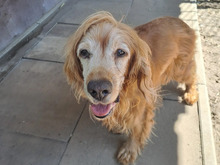 YANKEE, Hund, Cocker Spaniel in Hamburg - Bild 2