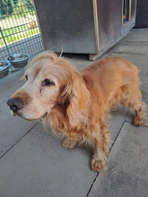 YANKEE, Hund, Cocker Spaniel in Hamburg - Bild 3