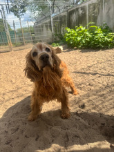 YANKEE, Hund, Cocker Spaniel in Hamburg - Bild 4