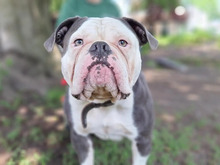 EDDY, Hund, Old English Bulldog in Hamburg