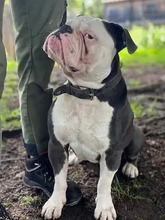 EDDY, Hund, Old English Bulldog in Hamburg - Bild 2