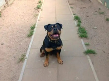 SPIKE, Hund, Old English Bulldog in Hamburg
