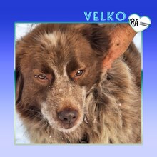VELKO, Hund, Mischlingshund in Bulgarien