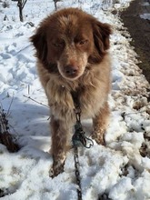 VELKO, Hund, Mischlingshund in Bulgarien - Bild 2