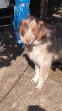 VELKO, Hund, Mischlingshund in Bulgarien - Bild 3