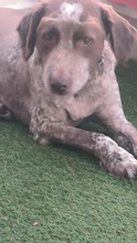 VELKO, Hund, Mischlingshund in Bulgarien - Bild 4