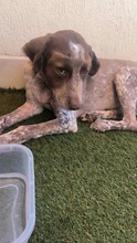 VELKO, Hund, Mischlingshund in Bulgarien - Bild 5