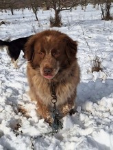 VELKO, Hund, Mischlingshund in Bulgarien - Bild 6