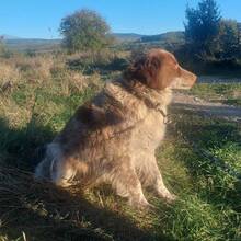 VELKO, Hund, Mischlingshund in Bulgarien - Bild 7