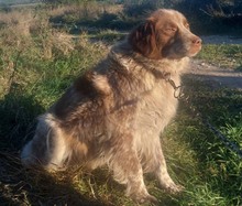 VELKO, Hund, Mischlingshund in Bulgarien - Bild 8