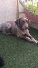 VELKO, Hund, Mischlingshund in Bulgarien - Bild 9