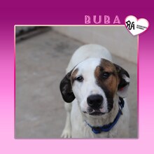 BUBA, Hund, Mischlingshund in Bulgarien