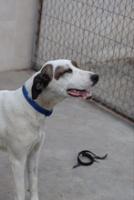 BUBA, Hund, Mischlingshund in Bulgarien - Bild 10