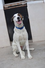 BUBA, Hund, Mischlingshund in Bulgarien - Bild 2