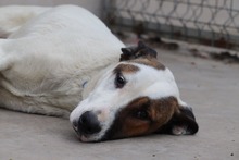 BUBA, Hund, Mischlingshund in Bulgarien - Bild 3