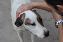 BUBA, Hund, Mischlingshund in Bulgarien - Bild 4