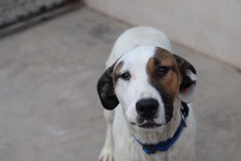 BUBA, Hund, Mischlingshund in Bulgarien - Bild 6