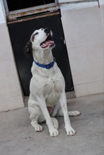 BUBA, Hund, Mischlingshund in Bulgarien - Bild 7