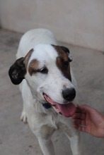 BUBA, Hund, Mischlingshund in Bulgarien - Bild 8