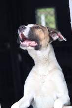 BUBA, Hund, Mischlingshund in Bulgarien - Bild 9