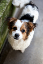 MIU, Hund, Mischlingshund in Solingen