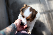 MIU, Hund, Mischlingshund in Solingen - Bild 2