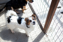 MIU, Hund, Mischlingshund in Solingen - Bild 3