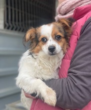MIU, Hund, Mischlingshund in Solingen - Bild 4