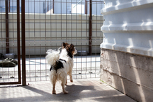 MIU, Hund, Mischlingshund in Solingen - Bild 5